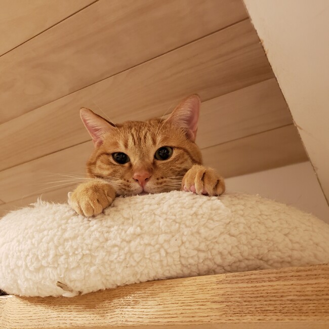 もちねこのカバー写真