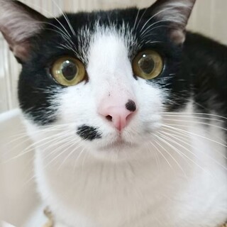 しっぽの先だけ白い☆大きいほくろ？ニッキくん約2歳