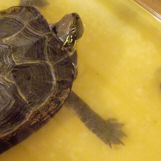雑種の亀さんです。新しいおうち決まりました。