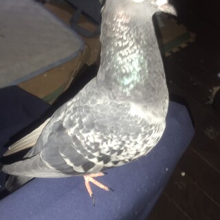 鳩　メス　