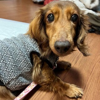 Мダックス8歳みみちゃん