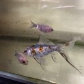 金魚の里親募集です