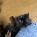雑種　　6ヶ月ぐらいの子猫　黒モップちゃん