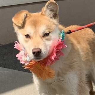 5ヶ月の幼犬 多頭飼い向きのメルちゃん