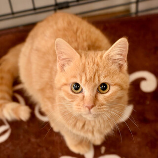 茶とらのボンボン！