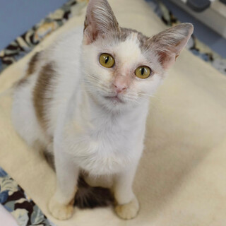 三毛猫のいチカちゃん