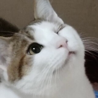 愛嬌たっぷり！とってもなつっこいゴン太君❣️