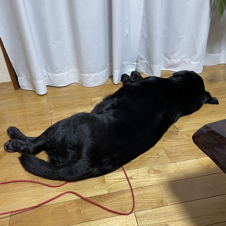 ランマルのカバー写真