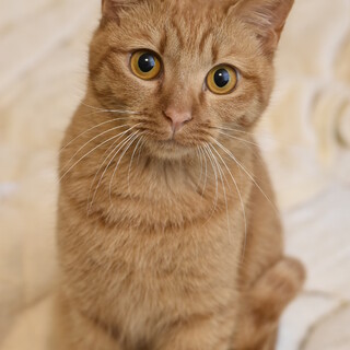 うつくしい茶トラのトスカナ！