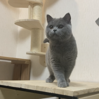 《里親サマ決まりました！》･:*+.オレオくん