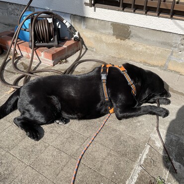 ガリガリ