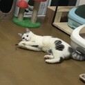 《里親サマ決まりました！》･:*+.だんごくん