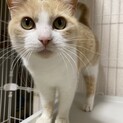 おしゃべり♪きなこちゃんの里親様募集♡