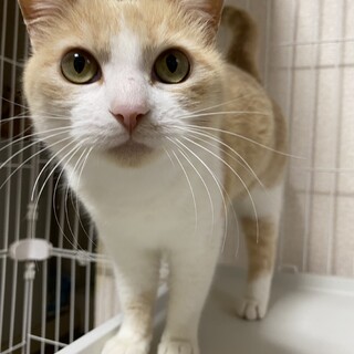 おしゃべり♪きなこちゃんの里親様募集♡