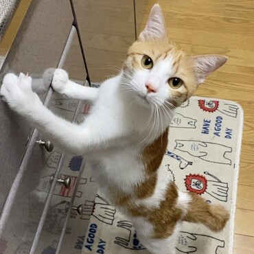 チュールのおねだり♡
