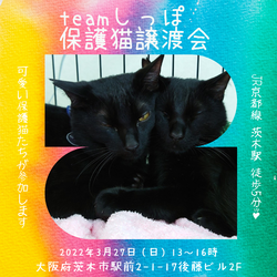 team しっぽ譲渡会