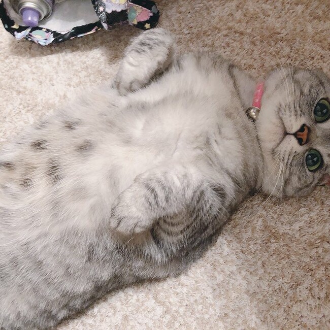 neko1207のカバー写真