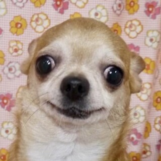 新堀（にいほり）撫で撫でだ～いすきチワワ❤