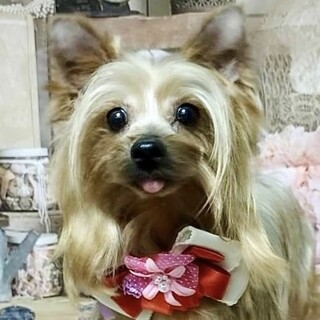 瑞江（みずえ）舌ペロッチの明るく穏やかヨーキー女子