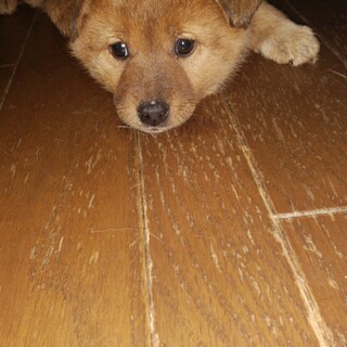 少し控えめな女の子！萌月（める）ちゃん