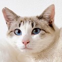 シャム系ブルーアイ甘えん坊の懐っこい翔君