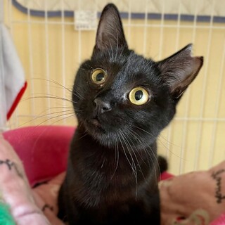 動物病院の保護猫・甘えたな子がいいならぜひ！