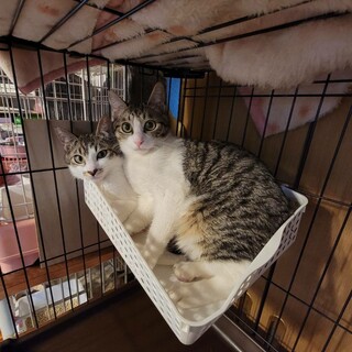 【募集一時停止】そっくり兄弟子猫の壮くんと大くん♂