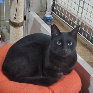 スレンダーな男の子☆猫同士仲良く遊びます