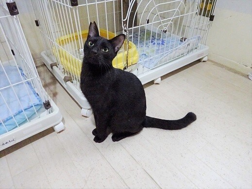 スレンダーな男の子 猫同 兵庫県 猫の里親募集 ペットのおうち 月間利用者150万人