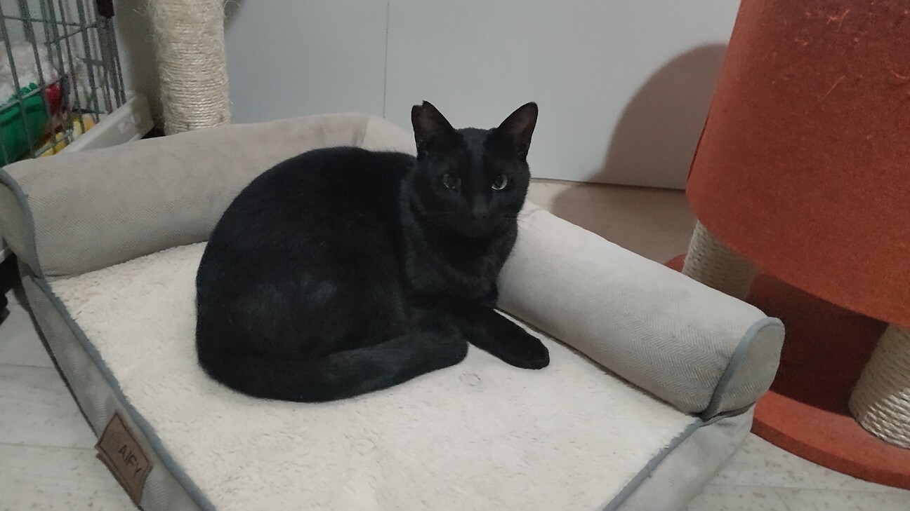 スレンダーな男の子 猫同 兵庫県 猫の里親募集 ペットのおうち 月間利用者150万人