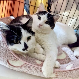 もっちもちの兄妹☆手足短めのいっさとうらら