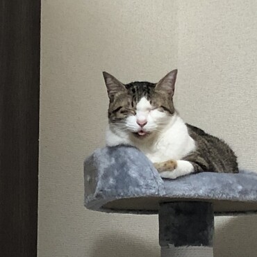 ねむいっす