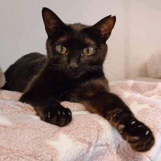 黒猫女子【しのぶ】ちゃん