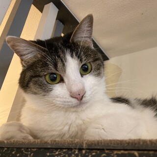 【ひいらぎ】キジ白の小柄な女の子