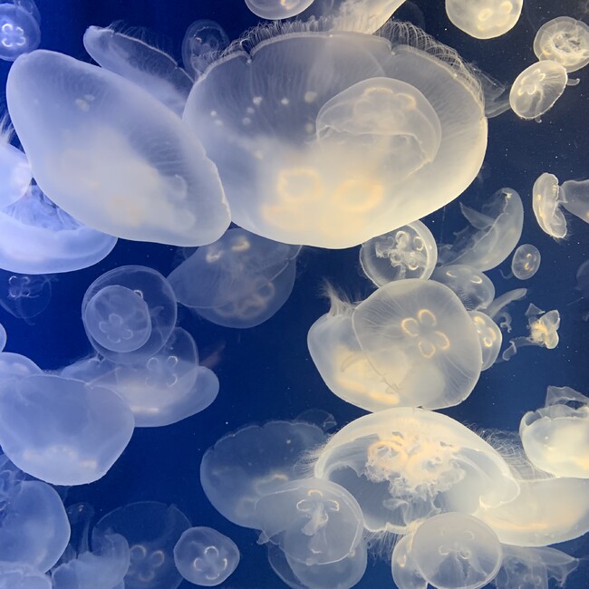 coccinella0405のカバー写真