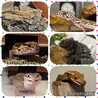 ゆらぐ