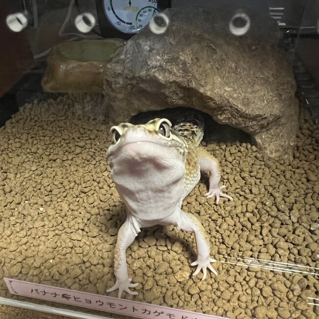 ゆらぐのカバー写真