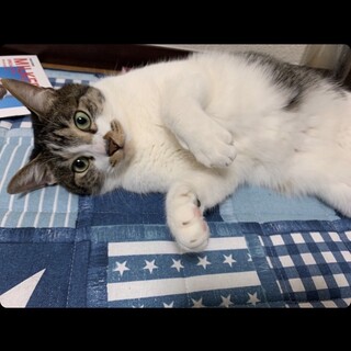 エル君里親決定。ありがとうございました