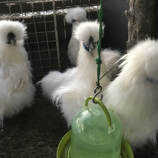 モコモコ系烏骨鶏のオス　5羽