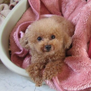 お目目が大きく可愛いお顔の穏やかな性格の癒し系の子