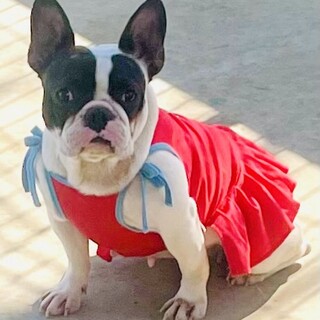 再募集：フレブル女子！！