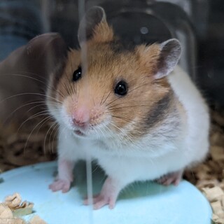 2月16日生まれのゴールデンハムスターの男の子