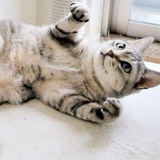 慈母のように猫と接し、人には甘える美貌の猫さん