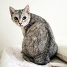 慈母のように猫と接し、人には甘える美貌の猫さん サムネイル6