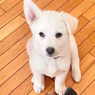 みく♀2ヶ月 成犬時20kg予想 あざと女子♡