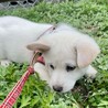 みく♀2ヶ月 成犬時20kg予想 あざと女子♡ サムネイル3