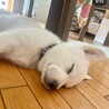 みく♀2ヶ月 成犬時20kg予想 あざと女子♡ サムネイル6