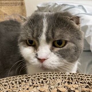 スコティッシュのお母さん猫プリンちゃん