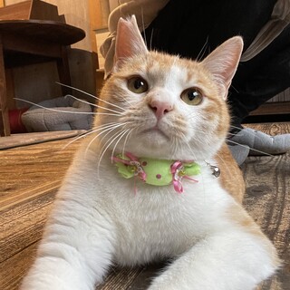 カフェオレを零したもっふりお口のコハクくん