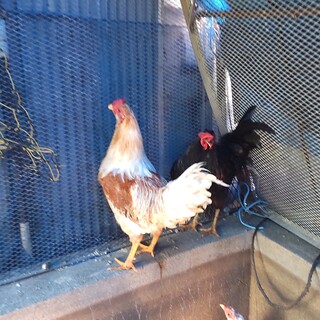 鶏。アローカナ。オス。